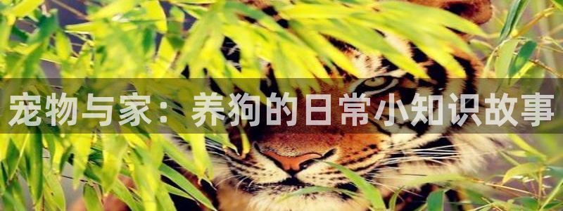 知轩藏书神秘复苏：宠物与家：养狗的日常小知识故事